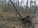 Sturmschaden bei einem freigestellten Z-Baum im Lachwald ★ Homepage der Bürgerinitiative Stutensee Lachwald-erhalten für mehr Demokratie + Transparenz + Bürgerbeteiligung • auch bei Bürgerbegehren und Bürgerentscheid – Mitglied der BundesBürgerInitiative Waldschutz BBIWS zum Schutz von Wald • Natur und Klima in der Waldkrise mit der Forderung um mehr Beachtung von Umweltschutz • Naturschutz • Klimaschutz und Reform der Waldgesetze