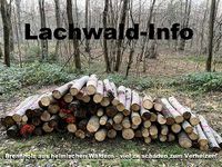 Brennholz aus heimischen Wäldern – viel zu schade zum Verheizen!