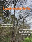 Klimaangepasster Waldumgang 4. Teil – klimastabile Edelholz-Ulme gefällt ! ★ Homepage der Bürgerinitiative Stutensee Lachwald-erhalten für mehr Demokratie + Transparenz + Bürgerbeteiligung • auch bei Bürgerbegehren und Bürgerentscheid – Mitglied der BundesBürgerInitiative Waldschutz BBIWS zum Schutz von Wald • Natur und Klima in der Waldkrise mit der Forderung um mehr Beachtung von Umweltschutz • Naturschutz • Klimaschutz und Reform der Waldgesetze