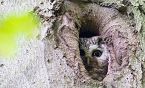 WALDWENDE jetzt (3.Teil) ★ Homepage der Bürgerinitiative Stutensee Lachwald-erhalten für mehr Demokratie + Transparenz + Bürgerbeteiligung • auch bei Bürgerbegehren und Bürgerentscheid – Mitglied der BundesBürgerInitiative Waldschutz BBIWS zum Schutz von Wald • Natur und Klima in der Waldkrise mit der Forderung um mehr Beachtung von Umweltschutz • Naturschutz • Klimaschutz und Reform der Waldgesetze